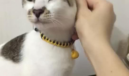 萌宠视频,治愈系视频集锦